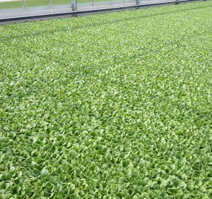 Dry Tray Plants