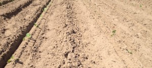 Plants in the row on the right are being affected by fertilizer that is too close to the roots of the plants.  A rain or irrigation will lessen the high concentration of salts around the roots and help the plants to recover and establish.  