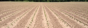 An earlier planted field showing good uniformity.