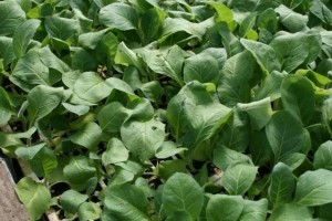 Wilting of float tray seedlings caused by roots being infected with Black Root Rot 