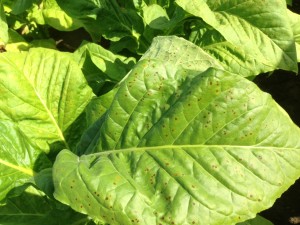 Leaf spotting caused by ozone.