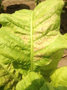 Pink discolouration on leaf.