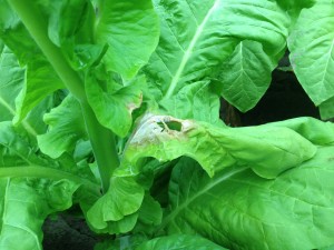 White Mould on Leaf