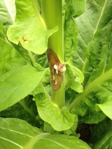 White Mould Lesion on Side of Stalk