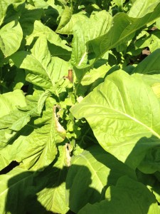 White Mould on Leaves and Top of Stalk