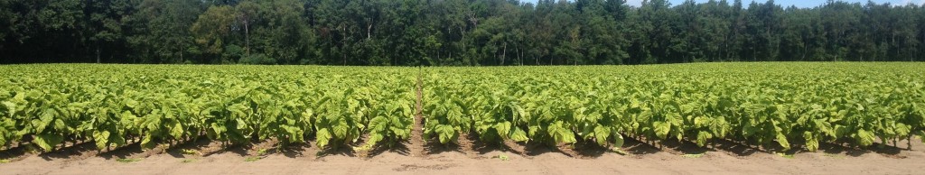 Field with Bottom Leaves Harvested