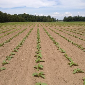 Variety Trials June 17 2015