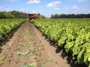 Final Pass Variety Trials Near Delhi 2015