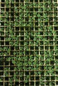 Tray of Seedlings Affected by Algae