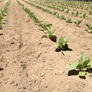 Progress of tobacco in one of CTRF's plant protection trials on June 14, 2016. 