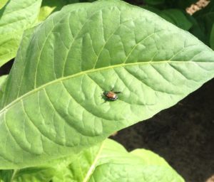 Figure . Japanese beetle on tobacco leaf.