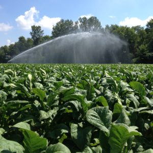 Tobacco being irrigated following topping. 