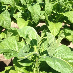 Tobacco plant showing symptoms of feeding from stink bugs.  Leaves in growing point are wilted.  Stink bug can bee seen on the plant's stalk just below the lowest wilted leaf.  