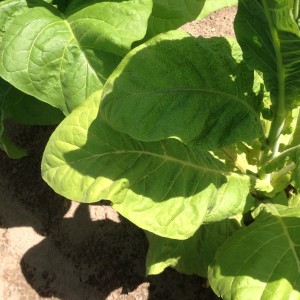 Tobacco plant showing symptoms of the necrotic strain of Potato Virus Y (PVY).