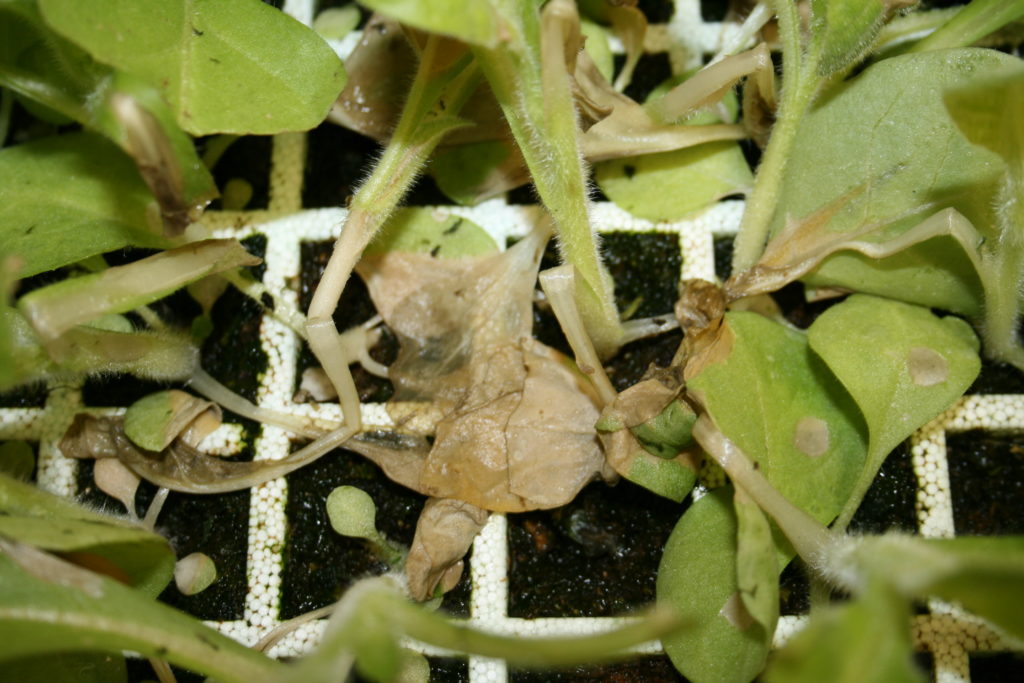 Status of Seedlings in Greenhouses | Canadian Tobacco Research ...